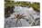 Raft Spider (Dolomedes Fimbriatus) Female on Heathland Pool-Alex Hyde-Mounted Photographic Print