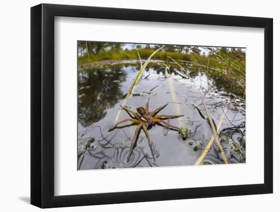 Raft Spider (Dolomedes Fimbriatus) Female on Heathland Pool-Alex Hyde-Framed Photographic Print