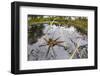 Raft Spider (Dolomedes Fimbriatus) Female on Heathland Pool-Alex Hyde-Framed Photographic Print