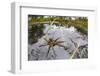 Raft Spider (Dolomedes Fimbriatus) Female on Heathland Pool-Alex Hyde-Framed Photographic Print