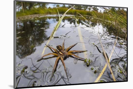 Raft Spider (Dolomedes Fimbriatus) Female on Heathland Pool-Alex Hyde-Mounted Photographic Print