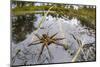 Raft Spider (Dolomedes Fimbriatus) Female on Heathland Pool-Alex Hyde-Mounted Photographic Print