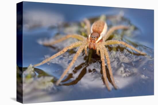 Raft Spider (Dolomedes Fimbriatus) on Water, Arne Rspb Reserve, Dorset, England, UK, July-Ross Hoddinott-Stretched Canvas