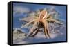 Raft Spider (Dolomedes Fimbriatus) on Water, Arne Rspb Reserve, Dorset, England, UK, July-Ross Hoddinott-Framed Stretched Canvas