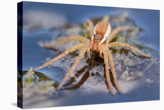 Raft Spider (Dolomedes Fimbriatus) on Water, Arne Rspb Reserve, Dorset, England, UK, July-Ross Hoddinott-Stretched Canvas