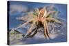 Raft Spider (Dolomedes Fimbriatus) on Water, Arne Rspb Reserve, Dorset, England, UK, July-Ross Hoddinott-Stretched Canvas