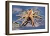 Raft Spider (Dolomedes Fimbriatus) on Water, Arne Rspb Reserve, Dorset, England, UK, July-Ross Hoddinott-Framed Photographic Print