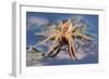 Raft Spider (Dolomedes Fimbriatus) on Water, Arne Rspb Reserve, Dorset, England, UK, July-Ross Hoddinott-Framed Photographic Print