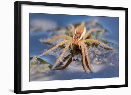 Raft Spider (Dolomedes Fimbriatus) on Water, Arne Rspb Reserve, Dorset, England, UK, July-Ross Hoddinott-Framed Photographic Print