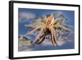 Raft Spider (Dolomedes Fimbriatus) on Water, Arne Rspb Reserve, Dorset, England, UK, July-Ross Hoddinott-Framed Photographic Print