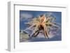 Raft Spider (Dolomedes Fimbriatus) on Water, Arne Rspb Reserve, Dorset, England, UK, July-Ross Hoddinott-Framed Photographic Print