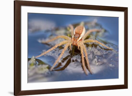 Raft Spider (Dolomedes Fimbriatus) on Water, Arne Rspb Reserve, Dorset, England, UK, July-Ross Hoddinott-Framed Photographic Print