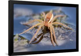 Raft Spider (Dolomedes Fimbriatus) on Water, Arne Rspb Reserve, Dorset, England, UK, July-Ross Hoddinott-Framed Photographic Print