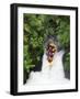 Raft, Tutea's Falls, Okere River, near Rotorua, New Zealand-David Wall-Framed Photographic Print