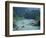 Rafters Along the Middle Fork of the Flathead River, Glacier National Park, Montana, USA-Jamie & Judy Wild-Framed Photographic Print