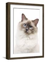 Ragdoll Blue Colourpoint in Studio-null-Framed Premium Photographic Print