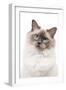 Ragdoll Blue Colourpoint in Studio-null-Framed Premium Photographic Print