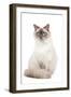 Ragdoll Blue Colourpoint in Studio-null-Framed Photographic Print