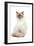 Ragdoll Blue Colourpoint in Studio-null-Framed Photographic Print