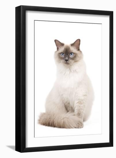 Ragdoll Blue Colourpoint in Studio-null-Framed Photographic Print