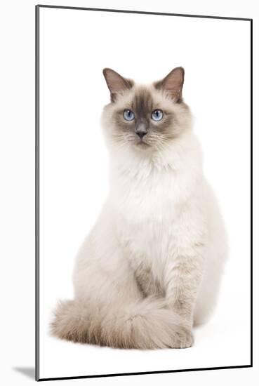 Ragdoll Blue Colourpoint in Studio-null-Mounted Photographic Print