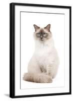 Ragdoll Blue Colourpoint in Studio-null-Framed Photographic Print