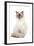 Ragdoll Blue Colourpoint in Studio-null-Framed Photographic Print