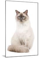 Ragdoll Blue Colourpoint in Studio-null-Mounted Photographic Print