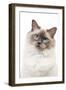 Ragdoll Blue Colourpoint in Studio-null-Framed Photographic Print