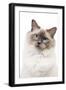 Ragdoll Blue Colourpoint in Studio-null-Framed Photographic Print