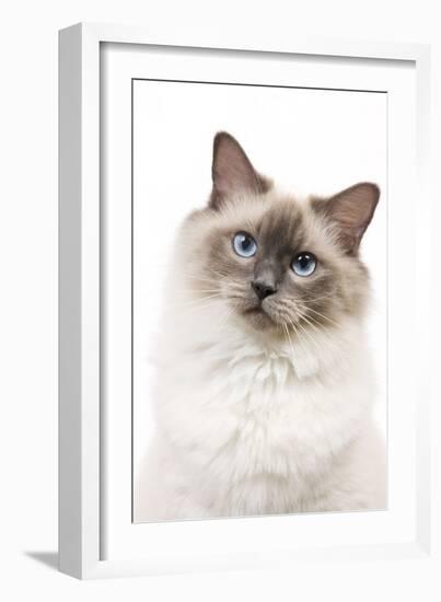 Ragdoll Blue Colourpoint in Studio-null-Framed Photographic Print