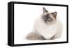 Ragdoll Blue Colourpoint-null-Framed Stretched Canvas