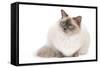 Ragdoll Blue Colourpoint-null-Framed Stretched Canvas