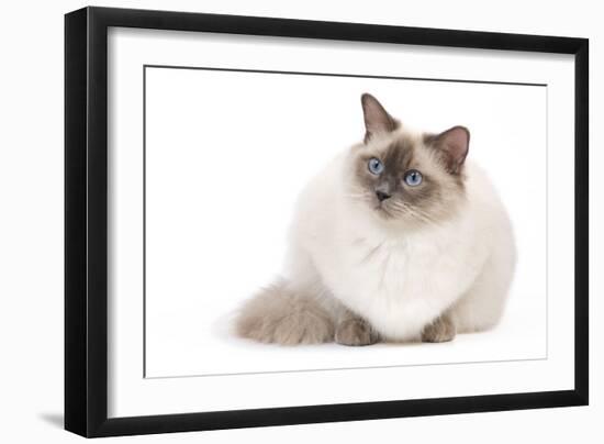 Ragdoll Blue Colourpoint-null-Framed Premium Photographic Print