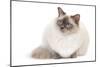 Ragdoll Blue Colourpoint-null-Mounted Premium Photographic Print