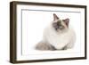 Ragdoll Blue Colourpoint-null-Framed Photographic Print