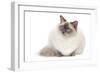 Ragdoll Blue Colourpoint-null-Framed Photographic Print