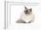 Ragdoll Blue Colourpoint-null-Framed Photographic Print