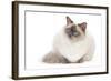 Ragdoll Blue Colourpoint-null-Framed Photographic Print