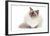 Ragdoll Blue Colourpoint-null-Framed Photographic Print