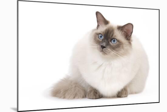 Ragdoll Blue Colourpoint-null-Mounted Photographic Print