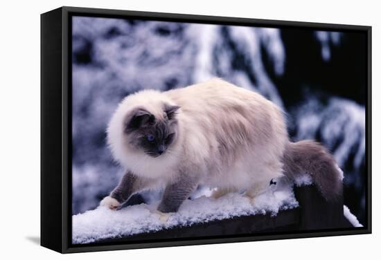 Ragdoll Cat on Fence-Darrell Gulin-Framed Stretched Canvas