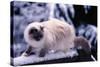 Ragdoll Cat on Fence-Darrell Gulin-Stretched Canvas