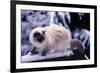 Ragdoll Cat on Fence-Darrell Gulin-Framed Photographic Print