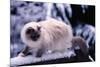 Ragdoll Cat on Fence-Darrell Gulin-Mounted Photographic Print