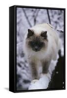 Ragdoll Cat Outside-Darrell Gulin-Framed Stretched Canvas