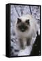 Ragdoll Cat Outside-Darrell Gulin-Framed Stretched Canvas