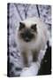 Ragdoll Cat Outside-Darrell Gulin-Stretched Canvas