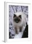 Ragdoll Cat Outside-Darrell Gulin-Framed Photographic Print