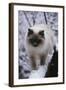 Ragdoll Cat Outside-Darrell Gulin-Framed Photographic Print